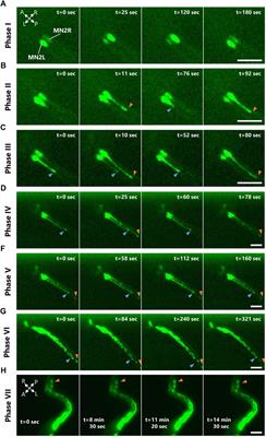 Transitions of motor neuron activities during Ciona development